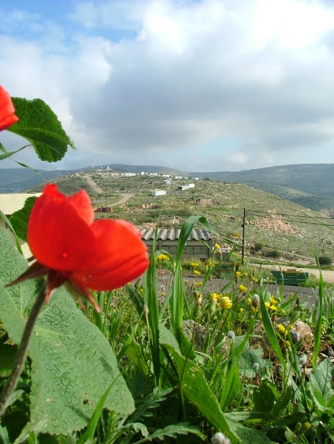 פריחה בעינב צור אייזקב