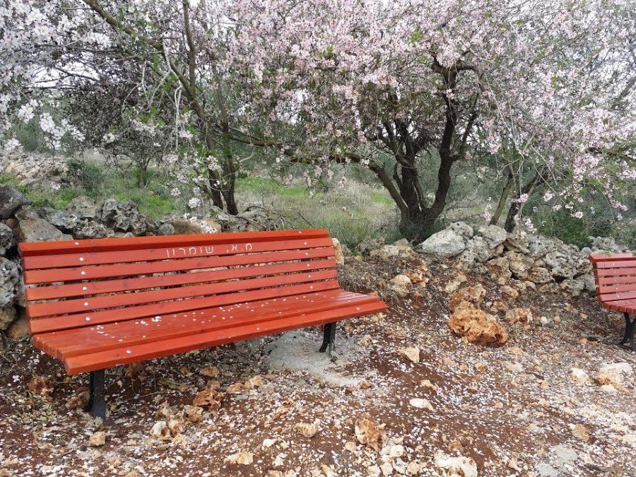 פריחה בעינב.צילם-צור אייזקס