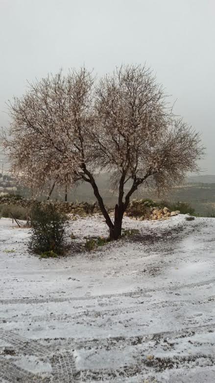 שלב בעינב (נסימי(