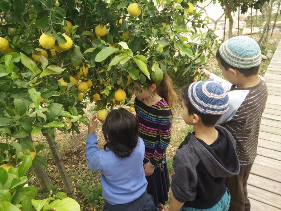 תמונות קליטה2