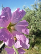 פריחה עינב 7 צור אייזקס